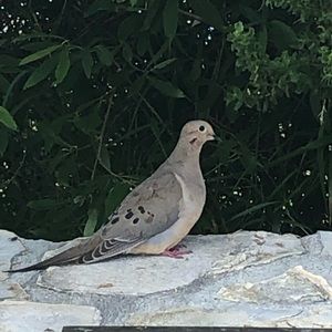 Meet your Posher, Joseph